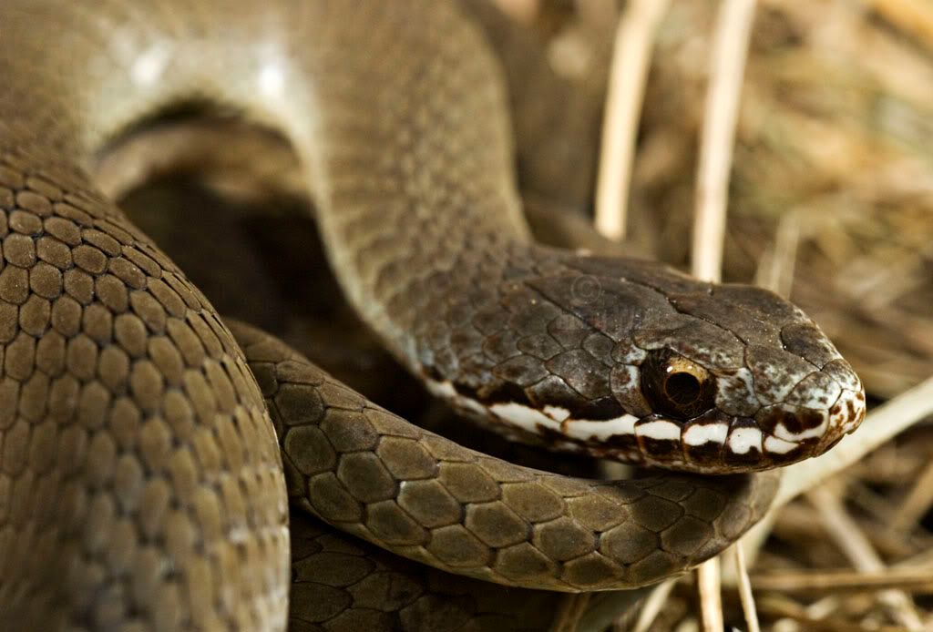 White lipped snake - Alchetron, The Free Social Encyclopedia