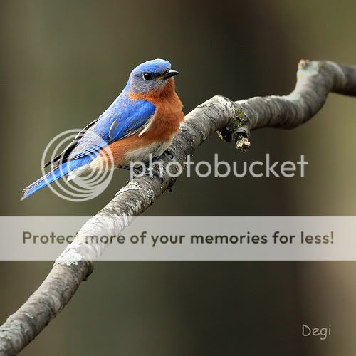 Bluebirds Pictures, Images and Photos